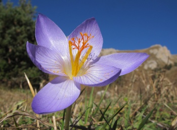 Новости » Общество: В Крыму из-за аномальной жары цветет редкое растение - шафран прекрасный