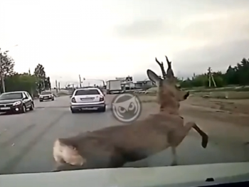 Новости » Общество: Водители в Крыму ответят за гибель сбитых на дороге оленей