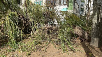 Новости » Криминал и ЧП: Ветер в Керчи не щадит деревья