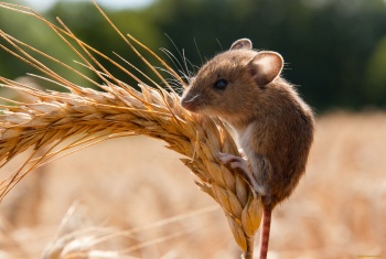 Новости » Общество: В Крыму из-за тепла расплодились мыши