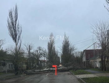 Упавший тополь перегородил дорогу на Комарова