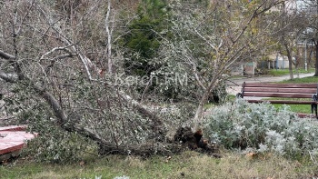 Новости » Общество: Ветер на набережной Керчи повалил дерево