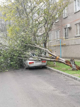 В Керчи на автомобиль упало дерево