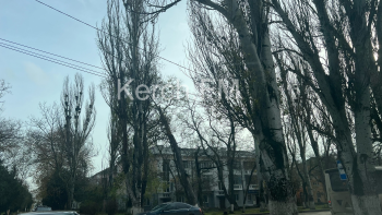 Новости » Общество: На Орджоникидзе около дороги вот-вот упадет тополь