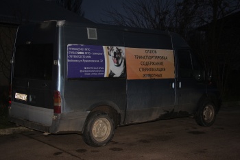Новости » Общество: В Керчи проводят работы по отлову бездомных собак
