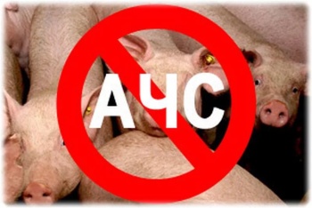 Новости » Общество: В Крыму нашли африканскую чуму свиней