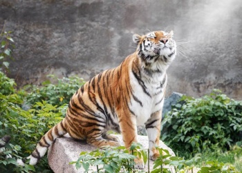 В Крыму продолжают поиски амурского тигра