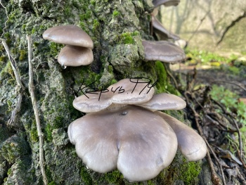 Новости » Общество: В Молодежном парке Керчи собирают грибы