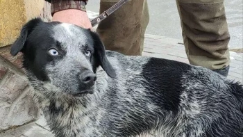 В Крыму спасатели достали из пятиметрового ущелья упавшую со скалы собаку