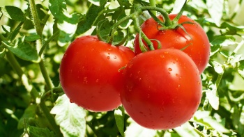Новости » Общество: В Крыму выращивают помидоры с помощью хищных клопов из Испании