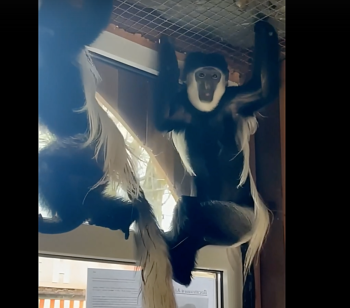 Новости » Общество: В Крым привезли пару редких обезьян