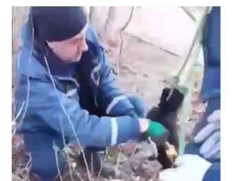 Новости » Общество: В Крыму спасатели достали щенка, провалившегося в бетонную трубу