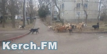 Новости » Общество: Почти пять тысяч собак простерилизовали в Крыму за год