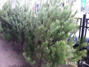 Новости » Общество: Парк «Тайган» нашёл полезный способ утилизации новогодних елок