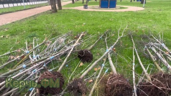 Новости » Общество: Из засохших саженцев в парке Керчи сделали свалку
