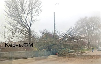 На Партизанском мосту в Керчи упало дерево и перегородило дорогу