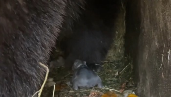 В крымском зоопарке «Сказка» родились медвежата