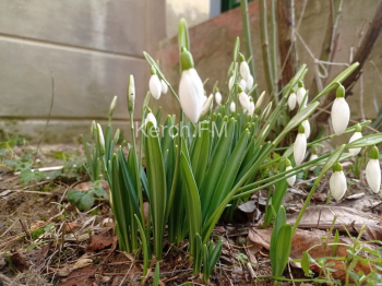 Весна близко: в Керчи начали цвести подснежники