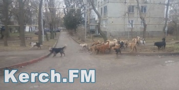 За неделю 27 крымчан пострадали от нападения животных