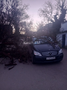 Новости » Общество: Сильный ветер в очередной раз устроил деревопад в Керчи