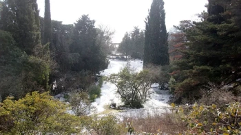 Закртыто: ураган повредил кипарисы и кедры в Никитском ботаническом саду