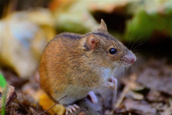 В Крыму мыши захватили свыше 18 тысяч гектаров полей