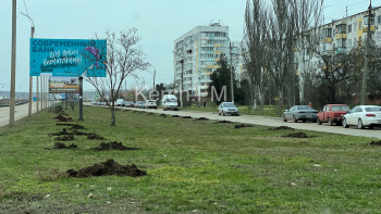 Новости » Общество: На Буденного подготовили лунки для новых деревьев