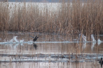Новости » Экология: Крымчан зовут вместе наблюдать за птицами и рассказывать об этом