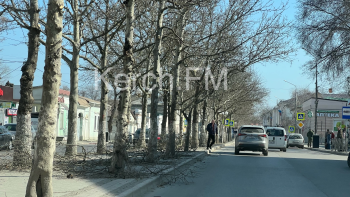 Новости » Общество: На Пирогова провели обрезку деревьев