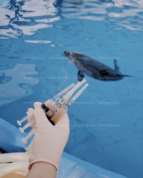 Новости » Общество: Спасенного у берегов Крыма дельфиненка уже скоро выпустят в море