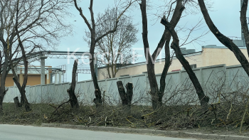 Новости » Общество: На Вокзальном шоссе провели обрезку деревьев
