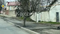 Новости » Общество: Администрация Керчи обещает, что дорожники снимут асфальт около деревьев на Чкалова