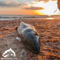 За март больше 50 выбросов дельфинов зарегистрировали в Крыму