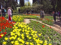 Новости » Общество: Парад тюльпанов в Крыму начнётся уже через неделю