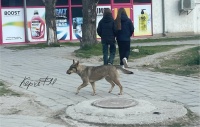 Новости » Общество: В бригаду по отлову бездомных животных в Керчи должен входить видеооператор