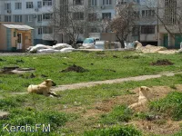 Новости » Общество: За неделю 97 крымчан пострадали от нападения животных