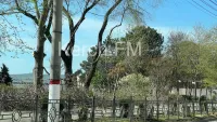 Новости » Общество: На набережной Керчи провели обрезку деревьев