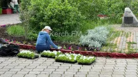 Новости » Общество: К майским праздникам на клумбах Керчи появится около 8000 цветов