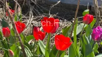 Новости » Общество: В Керчи появился свой парад тюльпанов