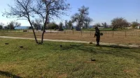 Новости » Общество: Глава керченской администрации сообщил о  старте сезона покоса травы