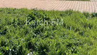 Новости » Общество: В общественных зонах Керчи пора начинать косить траву