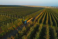 В Крыму от майских заморозков пострадало 553 гектара яблонь, черешен и винограда