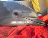 В Крыму в этом году на берег выбросилось более 200 дельфинов