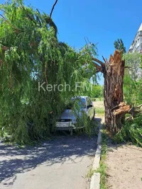 В Керчи на припаркованную машину упало дерево