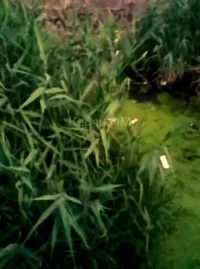 Новости » Общество: Керчане показали как в Керчи держат на контроле состояние очистки русла реки Приморская