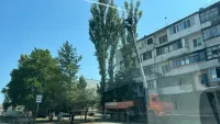 Новости » Общество » Коммуналка: В Керчи проводят спил и обрезку деревьев