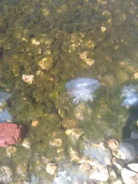 У берегов Керчи нарастает количество медуз - корнеротов
