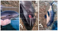Новости » Общество » Экология: Массовая гибель дельфинов в Крыму вызвана вирусом, - специалисты