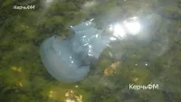 Новости » Экология:  Летнее нашествие медуз: есть идея!