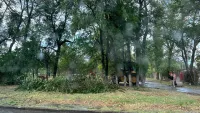 Новости » Общество: На Кирова в Керчи приступили к обрезке зелёных деревьев